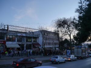 Martılar Sığırcıkları Rahat Bırakmadı