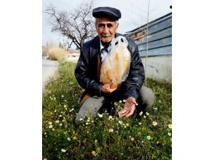 Ocak Ayında Papatyalar Açtı