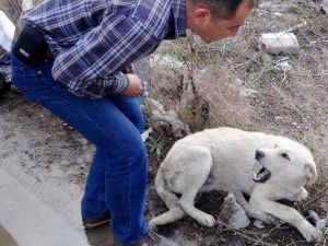 (Özel Haber) Yaralı Köpeği Sakinleştirip Tedaviye Götürdü