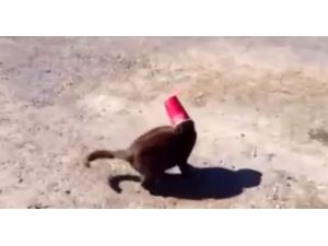 Kedinin Yardımına Bakın Kim Koştu !