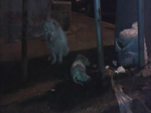 Ölen Yavrusunun Başında Yas Tuttu