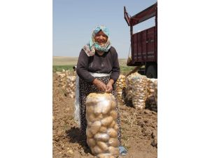Soğuk Hava Ve Don Nedeniyle Patates Fiyatları Arttı