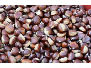 Organik Kestane Zam Şampiyonu