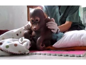 Doktorlar Onu Kurtarmak İçin Seferber Oldu