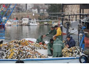 Sinop Limanı’nda “Oksail” Avı