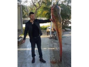 Seyhan Baraj Gölünden 2 Metrelik Balık Çıktı