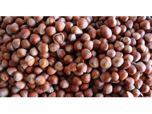 İşte Fındıktaki Fiyat Artışının Nedeni