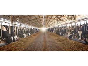 Sütaş 5 Yılda İki Kat Büyüdü