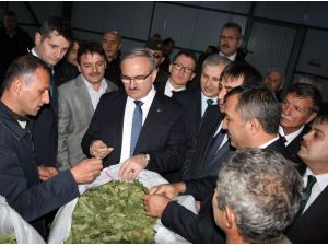 Karacabey’e Defne Kurutma Tesisi