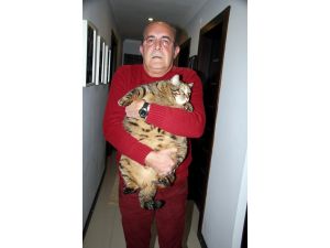(Özel Haber) 12,5 Kiloluk Kedi Obezite Tedavisi Görüyor