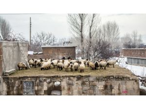 (Özel Haber) Dam Üstünde Koyun Besliyor