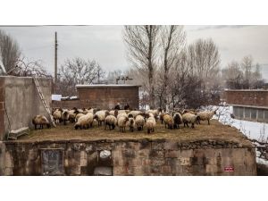 Yurdum İnsanı Koyunlarını Damda Besliyor