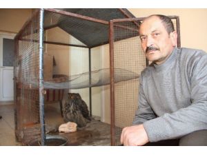 Oltu’da Boş Bir Daireye Puhu Kuşu Girdi