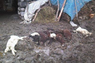 Ahır çöktü, hayvanlar telef oldu 