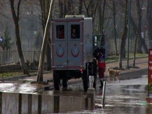 Sel Sularına Atlayan Genç Adam Köpeklere Yem Olmaktan Son Anda Kurtarıldı