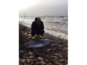 Saros’un Yunusları Lodosa Dayanamadı