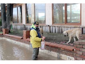 Mahsur Kalan Köpekler Unutulmadı