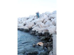 Ölü Carette Caretta Sahile Vurdu