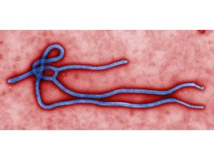 Eboladan Ölenlerin Sayısı Artıyor