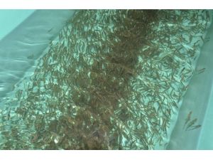 Türkiye Genelinde 8 Yılda 7 Milyon 449 Bin Yavru Alabalığı Derelere Bıraktılar