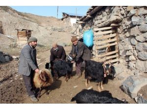 Kurtlar Umutlarını Boğdu