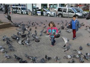 (Özel Haber) Güvercinler Çocukların Neşe Kaynağı