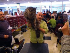 Bu Kedinin Fiyatı Dudak Uçuklatır