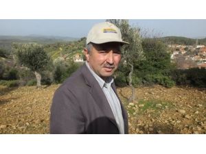 Zeytin Hasadında Sona Gelindi