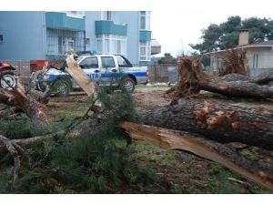İzinsiz Ağaç Katliamı Durduruldu
