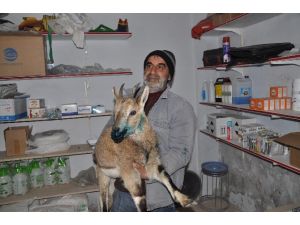 Dağ Keçisini Vaşağın Saldırısından Vatandaşlar Kurtardı