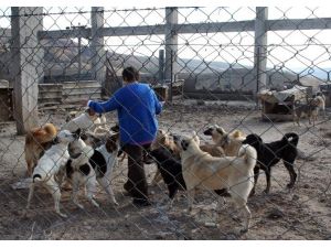 Fabrikasında 120 Köpeğe Bakıyor