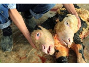 Milas’ta Çift Başlı Buzağı Görenleri Hayrete Düşürdü
