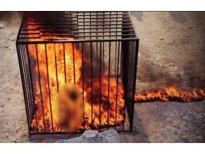 Ürdün O İnfazın Ardından Harekete Geçti