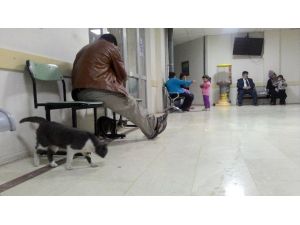 (Özel Haber) Kediler Acil Servise Sığındı