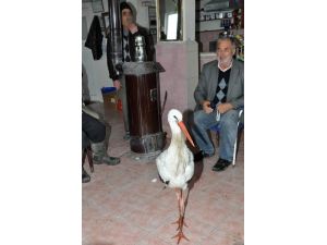 (Özel Haber) Leylek Kar Keyfi Yapıyor