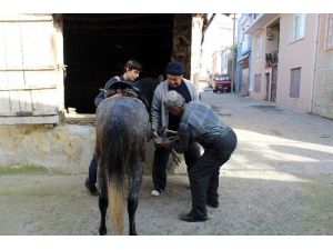 (Özel Haber) At Sevgisi Hukuku Bıraktırdı