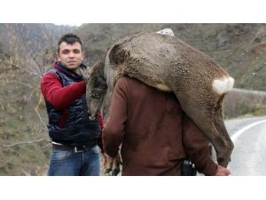 (Özel Haber) Karacayı Köpeklerden Vatandaşlar Kurtardı