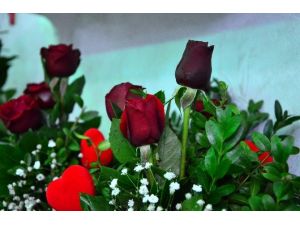 (Özel Haber) Gülü Seven Dikenine De Katlanıyor