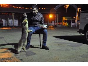 Bu Lokantanın Müdavimleri Arasında Tilki De Var