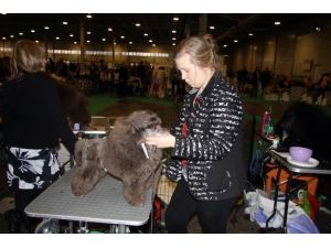 71 Kiloluk Köpek Görenleri Şaşkına Çevirdi