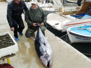 70 Kiloluk Orkinos Ağlara Takıldı