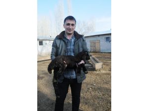 Iğdır’da Üç Ayaklı Kuzu Doğdu