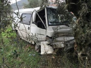 Araç Zeytinliğe Uçtu