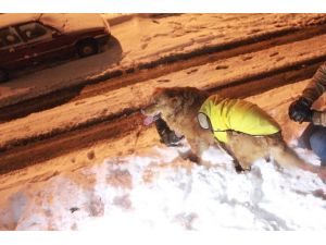 Köpeğin Kayak Keyfi