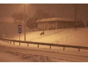 İstanbul’da Hayvanlar Donma Tehlikesi Geçirdi