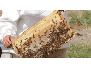 İşte Türkiye’nin Bal Haritası