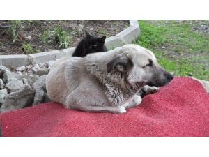 Kedi Dostu Köpek