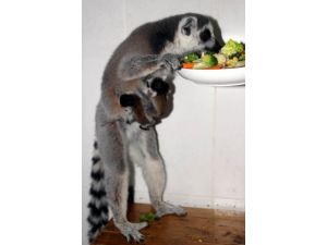 (Özel Haber) Lemurların Üçüz Sevinci