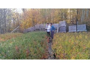 (Özel Haber) Bursa Çiftçisini Paraya Boğacak Bitki