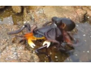 Ahtapot Yengeci Kaptığı Gibi Yuttu